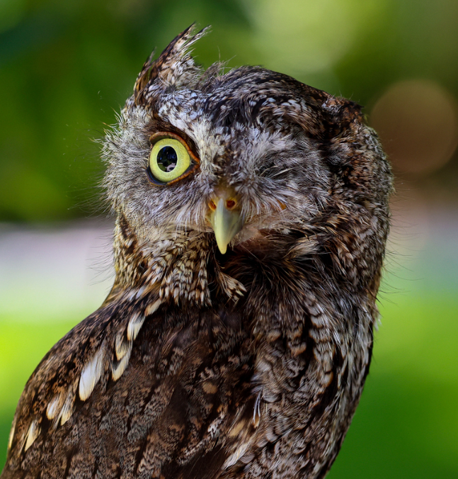 An Eastern Screech-Owl with only one eye.